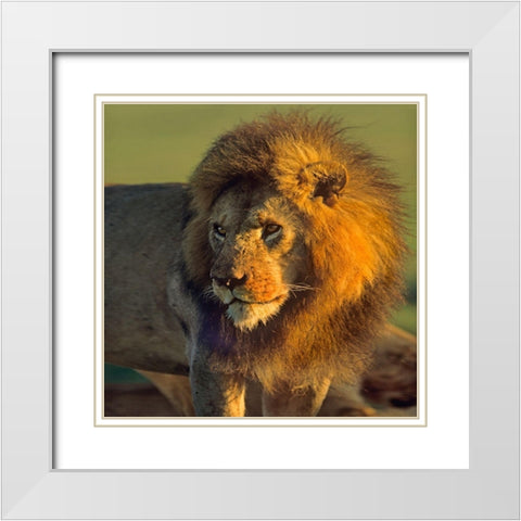 African Lion White Modern Wood Framed Art Print with Double Matting by Fitzharris, Tim