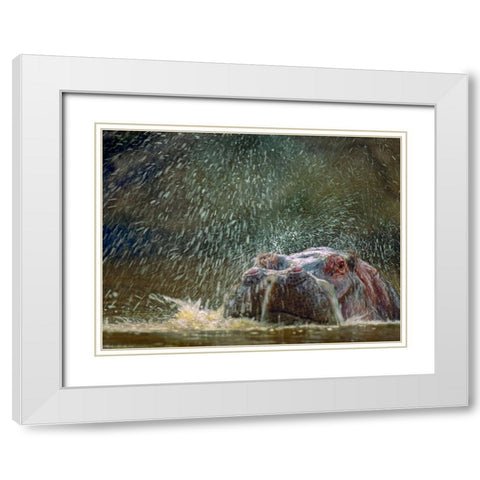 Hippo spluttering Mara River-Kenya White Modern Wood Framed Art Print with Double Matting by Fitzharris, Tim