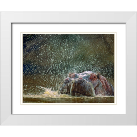 Hippo spluttering Mara River-Kenya White Modern Wood Framed Art Print with Double Matting by Fitzharris, Tim