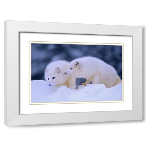 Arctic foxes White Modern Wood Framed Art Print with Double Matting by Fitzharris, Tim
