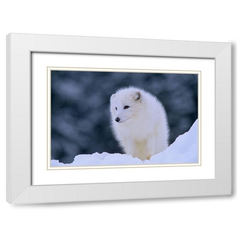 Arctic fox White Modern Wood Framed Art Print with Double Matting by Fitzharris, Tim