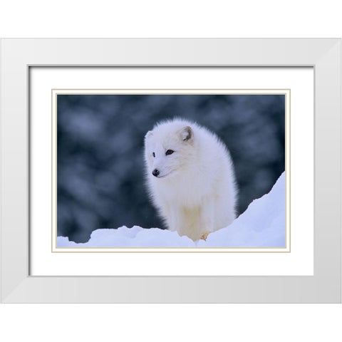 Arctic fox White Modern Wood Framed Art Print with Double Matting by Fitzharris, Tim