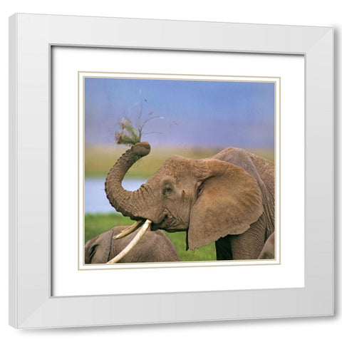 African elephant with cattle egret-Amboseli National Park-Kenya White Modern Wood Framed Art Print with Double Matting by Fitzharris, Tim