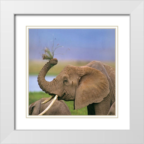 African elephant with cattle egret-Amboseli National Park-Kenya White Modern Wood Framed Art Print with Double Matting by Fitzharris, Tim