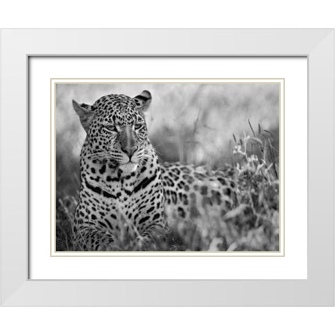 Leopard White Modern Wood Framed Art Print with Double Matting by Fitzharris, Tim