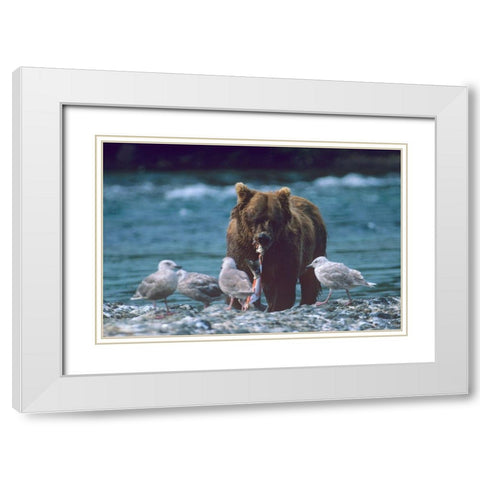 Grizzly bear and gulls White Modern Wood Framed Art Print with Double Matting by Fitzharris, Tim