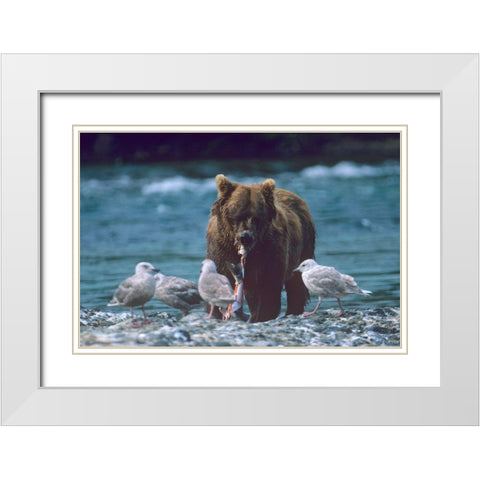 Grizzly bear and gulls White Modern Wood Framed Art Print with Double Matting by Fitzharris, Tim