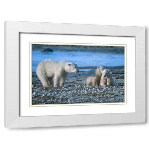 Polar bear mother and cubs White Modern Wood Framed Art Print with Double Matting by Fitzharris, Tim