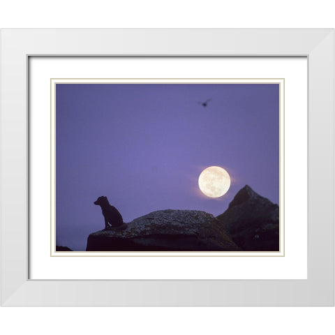 Arctic fox and moon White Modern Wood Framed Art Print with Double Matting by Fitzharris, Tim