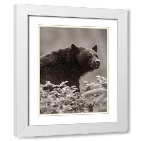Black bear Sepia White Modern Wood Framed Art Print with Double Matting by Fitzharris, Tim