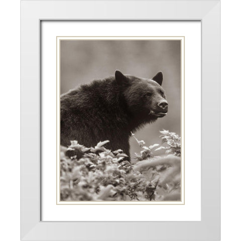 Black bear Sepia White Modern Wood Framed Art Print with Double Matting by Fitzharris, Tim