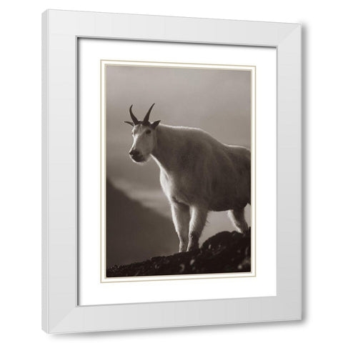 Mountain goat Sepia White Modern Wood Framed Art Print with Double Matting by Fitzharris, Tim