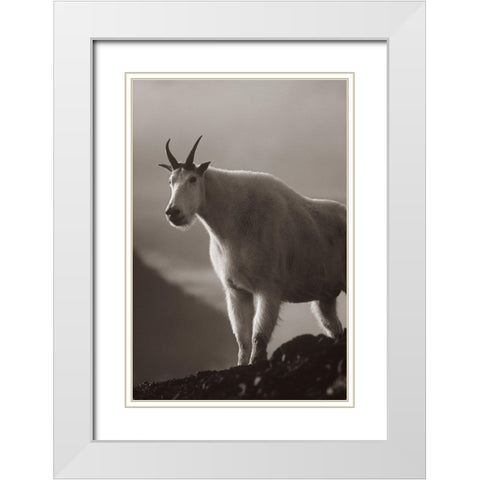 Mountain goat Sepia White Modern Wood Framed Art Print with Double Matting by Fitzharris, Tim