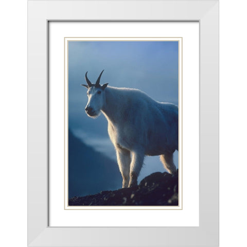 Mountain goat White Modern Wood Framed Art Print with Double Matting by Fitzharris, Tim