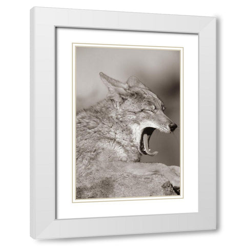 Coyote yawning Sepia White Modern Wood Framed Art Print with Double Matting by Fitzharris, Tim