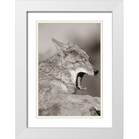 Coyote yawning Sepia White Modern Wood Framed Art Print with Double Matting by Fitzharris, Tim