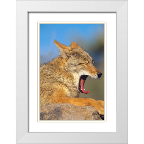 Coyote yawning White Modern Wood Framed Art Print with Double Matting by Fitzharris, Tim