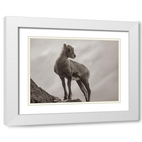 Rocky Mountain bighorn lamb Sepia White Modern Wood Framed Art Print with Double Matting by Fitzharris, Tim