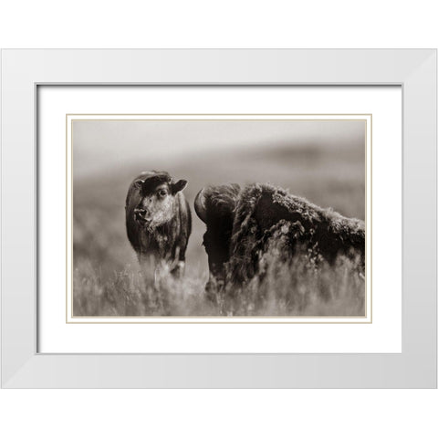 Bison calf with mother Sepia White Modern Wood Framed Art Print with Double Matting by Fitzharris, Tim