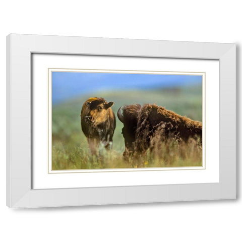 Bison calf with mother White Modern Wood Framed Art Print with Double Matting by Fitzharris, Tim