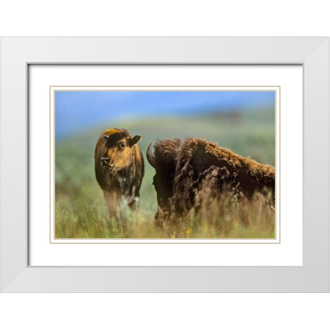 Bison calf with mother White Modern Wood Framed Art Print with Double Matting by Fitzharris, Tim