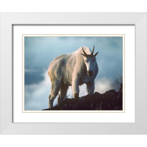 Mountain Goat White Modern Wood Framed Art Print with Double Matting by Fitzharris, Tim