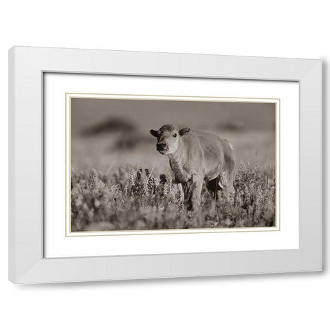 Bison calf Sepia White Modern Wood Framed Art Print with Double Matting by Fitzharris, Tim