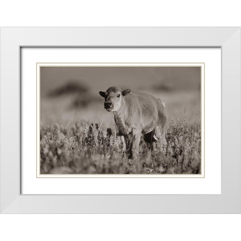 Bison calf Sepia White Modern Wood Framed Art Print with Double Matting by Fitzharris, Tim