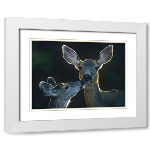 Mule deers White Modern Wood Framed Art Print with Double Matting by Fitzharris, Tim