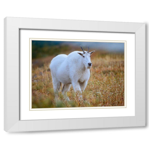 Mountain goat White Modern Wood Framed Art Print with Double Matting by Fitzharris, Tim