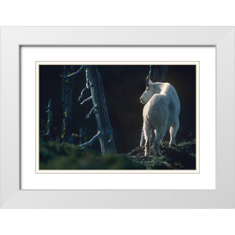 Mountain goat White Modern Wood Framed Art Print with Double Matting by Fitzharris, Tim