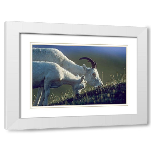 Dalls sheep mother and lamb White Modern Wood Framed Art Print with Double Matting by Fitzharris, Tim