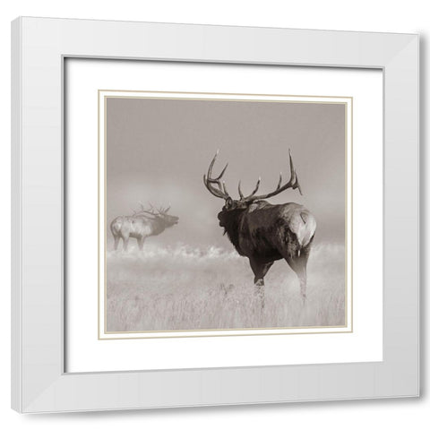 Bull elk challenge Sepia White Modern Wood Framed Art Print with Double Matting by Fitzharris, Tim