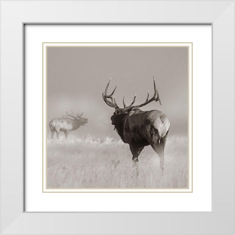 Bull elk challenge Sepia White Modern Wood Framed Art Print with Double Matting by Fitzharris, Tim