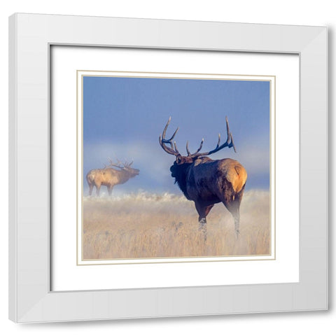 Bull elk challenge White Modern Wood Framed Art Print with Double Matting by Fitzharris, Tim