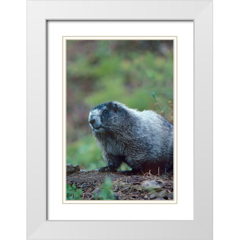 Hoary Marmot White Modern Wood Framed Art Print with Double Matting by Fitzharris, Tim