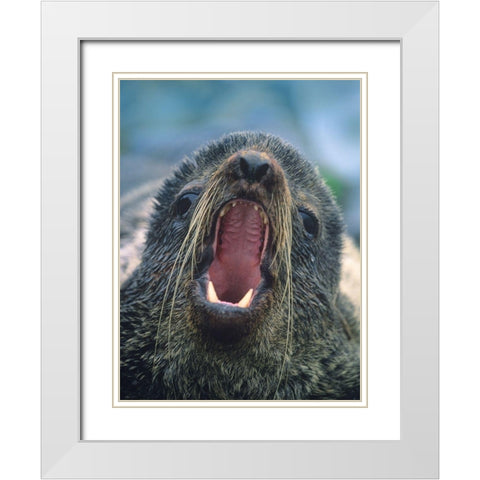 Northern Fur Seal White Modern Wood Framed Art Print with Double Matting by Fitzharris, Tim