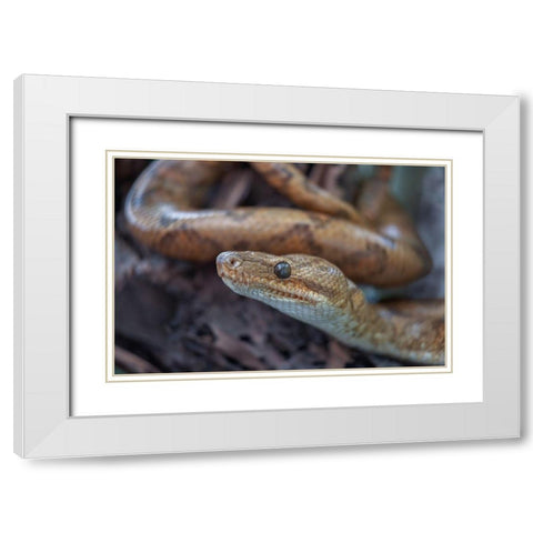 Tree boa snake White Modern Wood Framed Art Print with Double Matting by Fitzharris, Tim