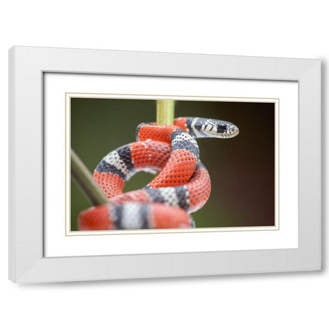 False coral snake White Modern Wood Framed Art Print with Double Matting by Fitzharris, Tim