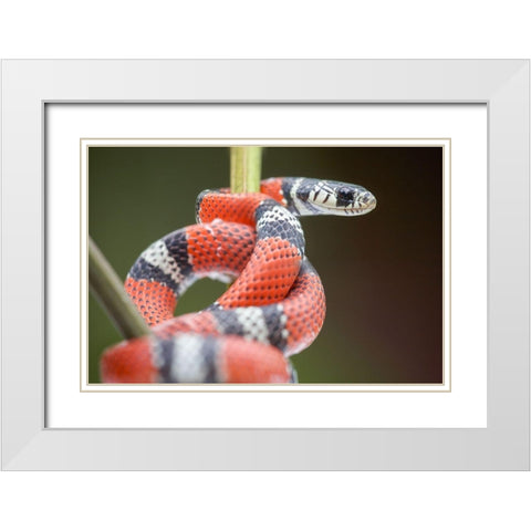 False coral snake White Modern Wood Framed Art Print with Double Matting by Fitzharris, Tim