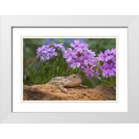 Horny toad lizard among prairie verbena White Modern Wood Framed Art Print with Double Matting by Fitzharris, Tim