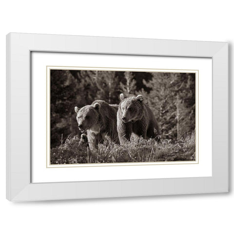 Grizzly bear cubs Sepia White Modern Wood Framed Art Print with Double Matting by Fitzharris, Tim