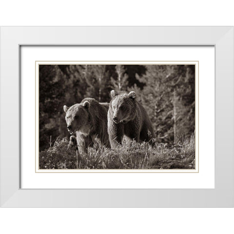 Grizzly bear cubs Sepia White Modern Wood Framed Art Print with Double Matting by Fitzharris, Tim