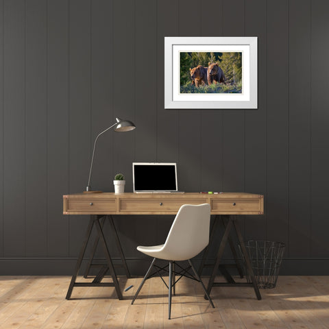 Grizzly bear cubs White Modern Wood Framed Art Print with Double Matting by Fitzharris, Tim