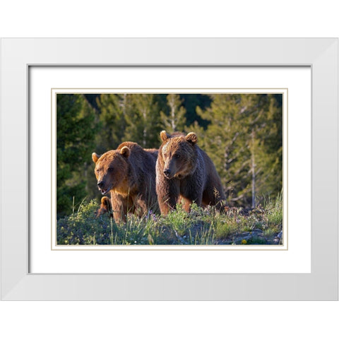 Grizzly bear cubs White Modern Wood Framed Art Print with Double Matting by Fitzharris, Tim