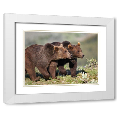 Grizzly bear cubs White Modern Wood Framed Art Print with Double Matting by Fitzharris, Tim