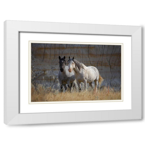 Wild horses Badlands Natl Park SD White Modern Wood Framed Art Print with Double Matting by Fitzharris, Tim