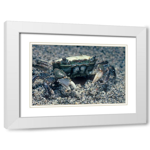 Sand crab White Modern Wood Framed Art Print with Double Matting by Fitzharris, Tim