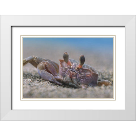 Crab White Modern Wood Framed Art Print with Double Matting by Fitzharris, Tim
