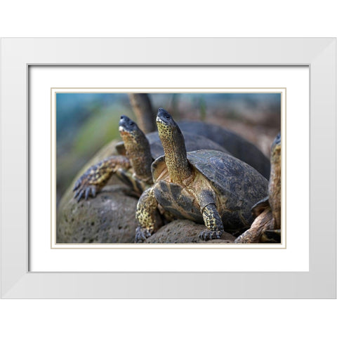 Tortoise White Modern Wood Framed Art Print with Double Matting by Fitzharris, Tim